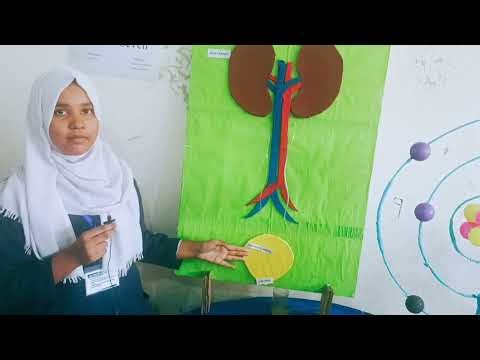 Excretory System (presentation & model)