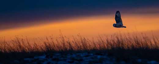 Birds of the World - Comprehensive life histories for all bird species and families