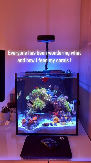 D E S K T O P R E E F on TikTok