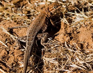 10 Types of Spiny Lizards Found in Texas! (ID Guide)