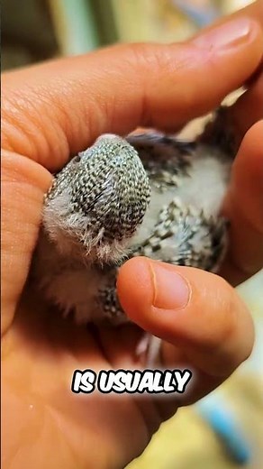 RAREST Anthracite Budgie EVER See THIS Baby Bird!
