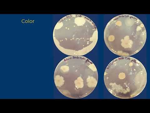 Colony Morphology