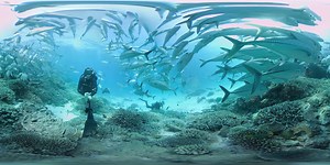 127K views · 1K reactions | Come for a 360 virtual dive alongside a hunting dolphin at Lady Elliot Island on the Great Barrier Reef. 360-degree video produced by Seaview 360. | The Ocean Agency | Facebook