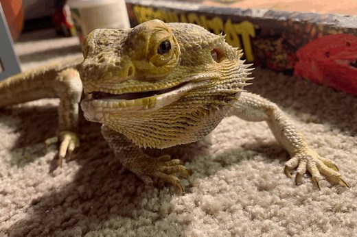 How To Set Up A Bioactive Substrate For Bearded Dragons