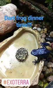 9.4K views · 210 reactions | Dart frog feeding tip to share with your fellow dart frog keeper friends! Place a small piece of fruit in the center of your feeding dish to keep the fruit flies from crawling all over the place. | Exo Terra | Facebook