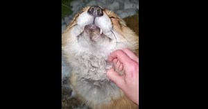 Happy Fox Can't Stop Giggling As Woman Comes To Play Outdoors