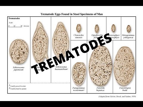 Parasitology 101: Trematodes
