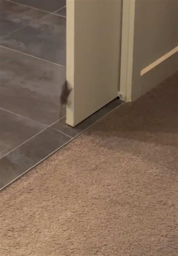 Mice Climbing Feats: Surprising House Behavior