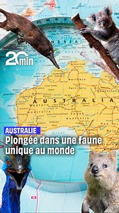 4.4K views · 32 reactions | L'Australie a une faune extrêmement riche. Pourtant, elle est menacée par le réchauffement climatique, notamment avec les incendies à répétition dans le pays #Australie #faune #environnement #animaux | 20 Minutes | Facebook