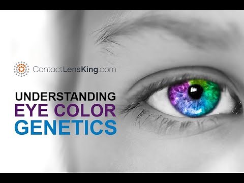 Eye Color Genetics | How Are Eye Colors Determined