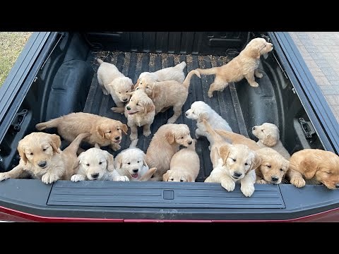Raising 19 Golden Retriever Puppies!