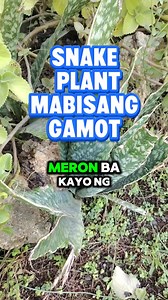 673K views · 6.1K reactions | SNAKE plant health benefits tips #everyoneシ゚ #followersシ゚ #highlightsシ゚ #videoviralreelsfb #fbreelsfyp #reelsfbviral #foryoupagereels #millionviewsreels #videoviralreel #HonorPupil | Joelito Tanap Capio | Facebook