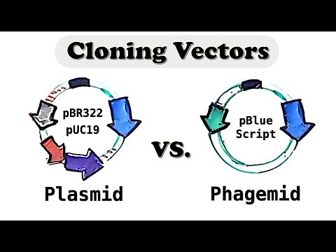 Plasmid and Phagemid cloning vector - Selectable vs. Screening marker