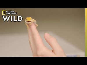 A Bearded Dragon's Stuffy Nose | Dr. T, Lone Star Vet