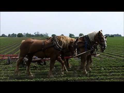 Amish Horse Farming in Arthur Illinois