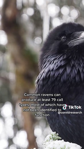 Raven Clonk Clonk Sounds Compilation