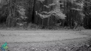 7.9K views · 155 reactions | Animals in the cold and survival here #wolf #bear #polar #antarctic #world #animals #wildlife #documentary #discovery | Paul باول | Facebook