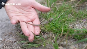 We’ve reintroduced the UK’s rarest lizard back into the wild! 🦎 After teaming up with Forestry England and Amphibian and Reptile Conservation, we have worked hard to release around 200 young sand lizards back into the wild at Puddletown Forest, Dorset. Dorset is a stronghold for this protected species and is home to 80% of the UK sand lizard population. This reintroduction comes at a vital time after a huge fire at Wareham Forest devastated one of the country’s remaining sand lizard habitats th