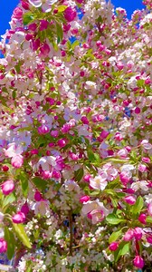 63K views · 2.4K reactions | Crabapple flowers in spring are like delicate whispers of color, bursting forth in soft pinks and whites, painting bare branches with the promise of renewal. Their sweet, fleeting beauty captures the very essence of spring—gentle, fragrant, and full of hope. #spring #flower #spring2025 #reels #beautiful #love #nature #naturereels #fbreels #viral | It’s Amirah’s Diary | Facebook