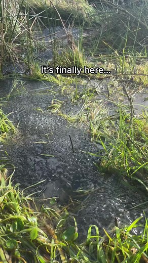 The Frog Army: A Fascinating Look at Frogs with Babies on Their Backs