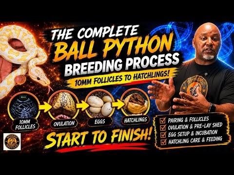 The COMPLETE Ball Python Breeding Process (10mm Follicles to Hatchlings!)