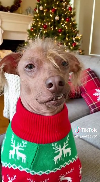 My little guy is ready for the holidays!🎄#ChristmasDog #animaltiktok #petfashion #holidayvibes #CutePets
