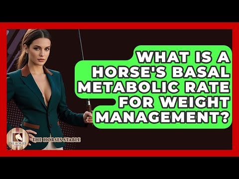 What Is A Horse's Basal Metabolic Rate For Weight Management? - The Horses Stable