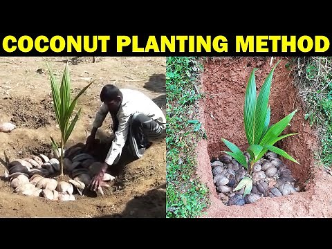 COCONUT PLANTING METHOD | How to Plant Coconut Tree at Home | How to grow coconut tree from Seed