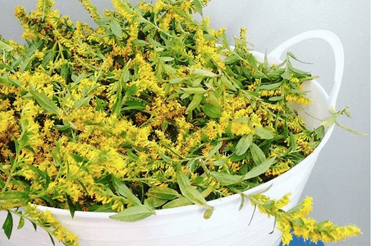How to dye with goldenrod