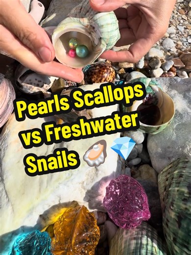 Giant Shells vs Freshwater Snails: Nature's Treasures