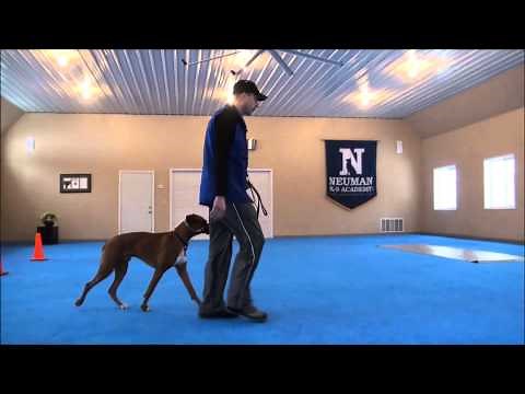 Rufus (Boxer) Obedience Training Video
