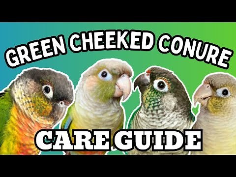 Green Cheek Conure Care Guide - Everything You Need to Know | Green Cheeked Parrot | BirdNerdSophie