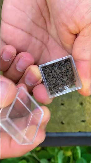 16 Vegetables and Herbs to grow in hydroponics