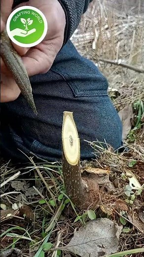 Mastering the Walnut Graft