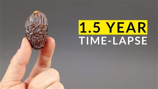 Date palm time-lapse | 1.5 years
