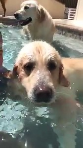 30K views · 88K reactions | This is Diesel the dog. He LOVES blowing bubbles. Cuteness overload! Watch: | iRadio | Facebook