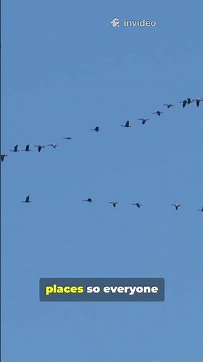 Why do birds fly in a "V" formation? #facts #funfacts