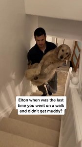 15K views · 114 reactions | It’s been a muddy few weeks #mud #goldenretriever #fyp | Elton GoldenRetriever | Facebook