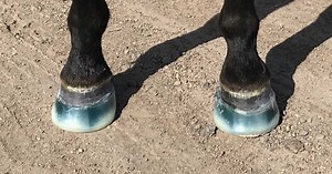 Navicular Disease in Horses - FormaHoof