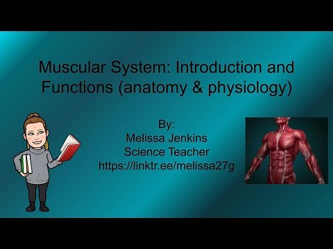 Muscular System: Introduction and Functions (anatomy & physiology)