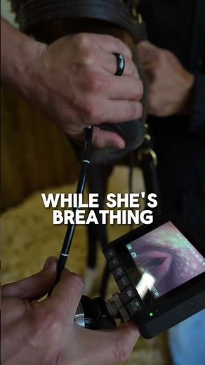 Upper Airway Endoscopy: Diagnosing and Treating Respiratory Issues in Horses!