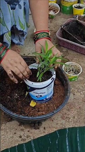🪻 How to Plant Mexican Petunia for STUNNING Purple Blooms