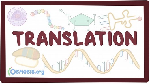 Translation of mRNA: Video, Causes, & Meaning | Osmosis