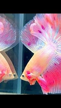 Most Beautiful Betta Fish collection | Stunning Halfmoon Bettas