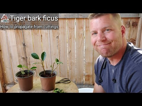 How to propagate from cuttings (Tiger Bark Ficus)