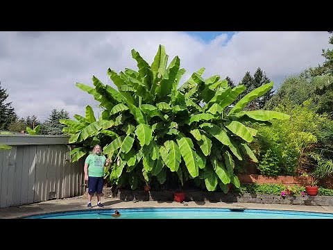 Musa Basjoo Cold Hardy Japanese Fiber Banana care, zone info, growth/size, propagation