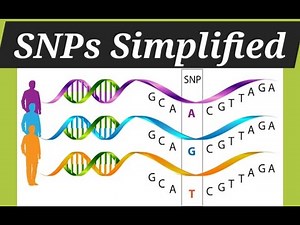 SNP - Single Nucleotide Polymorphism Explained | Genetics Made Easy