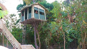 Building a Secret Treehouse in the Jungle