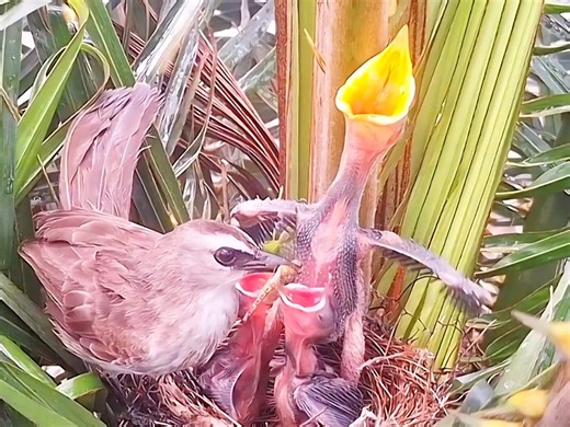 622 reactions · 17 comments | Full video - Day 5 Java Sparrow vs. Giant Baby #iyhalhabiba #animals #birds #fblifestyle | Iyhal Habiba | Facebook