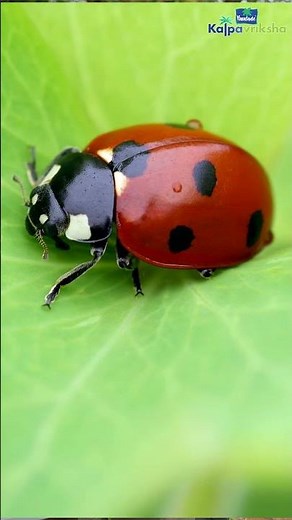 Positive impact of insects in kitchen gardens
